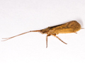 Limnephilus politus